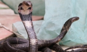 Virus viêm phổi Vũ Hán có thể bắt nguồn từ rắn